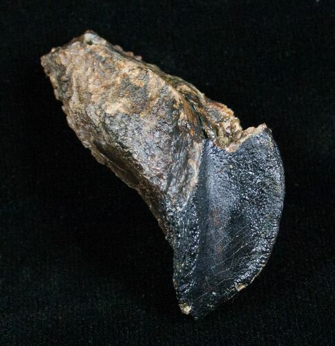 Huge, Unworn Triceratops Tooth - #4468